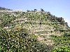 monte_roso_hillside_vineyards.jpg